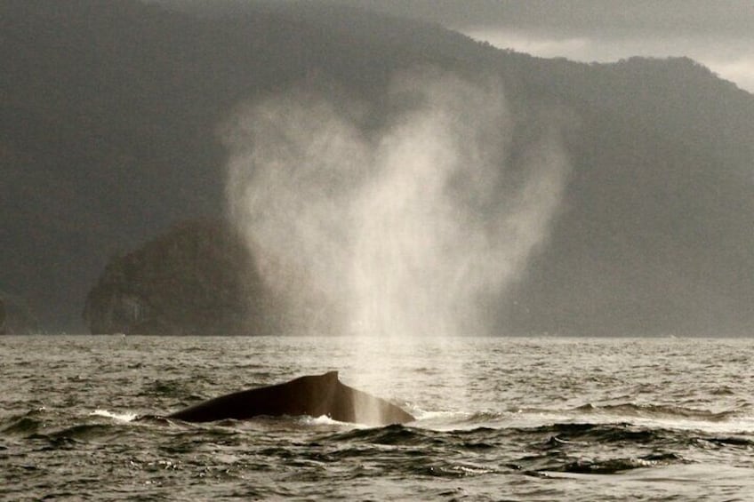 Private Whale Watching Sailing Tour