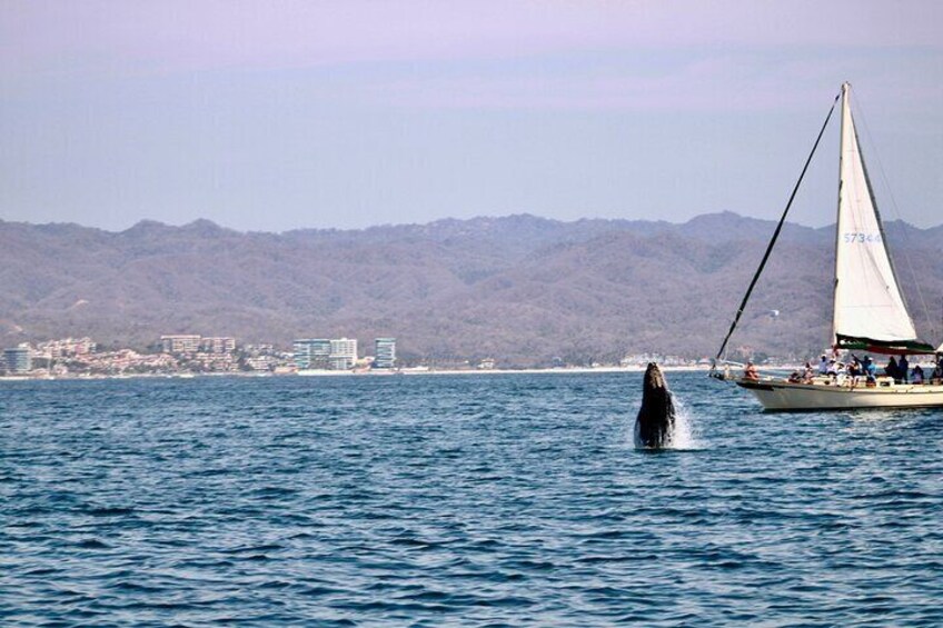 Private Whale Watching Sailing Tour