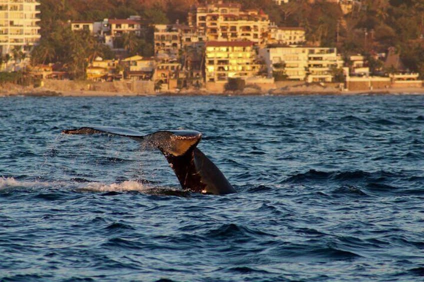 Private Whale Watching Sailing Tour