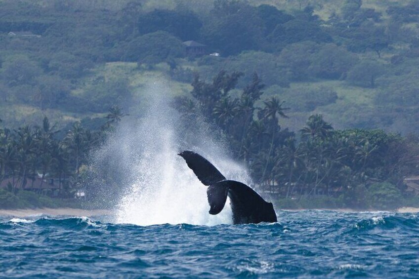 Whale Watching North Shore, Oahu ( Whole boat)