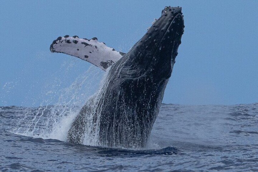 Whale Watching North Shore, Oahu ( Whole boat)