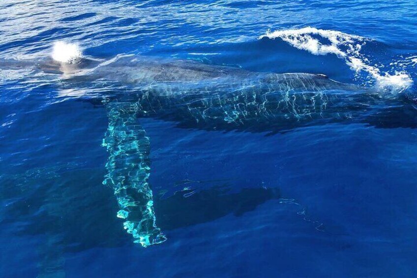 Whale Watching North Shore, Oahu ( Whole boat)