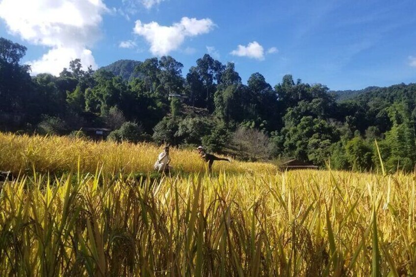 Doi Inthanon Best Trekking Visit Hill Tribe Rice Fields Waterfall Twin Pagoda 