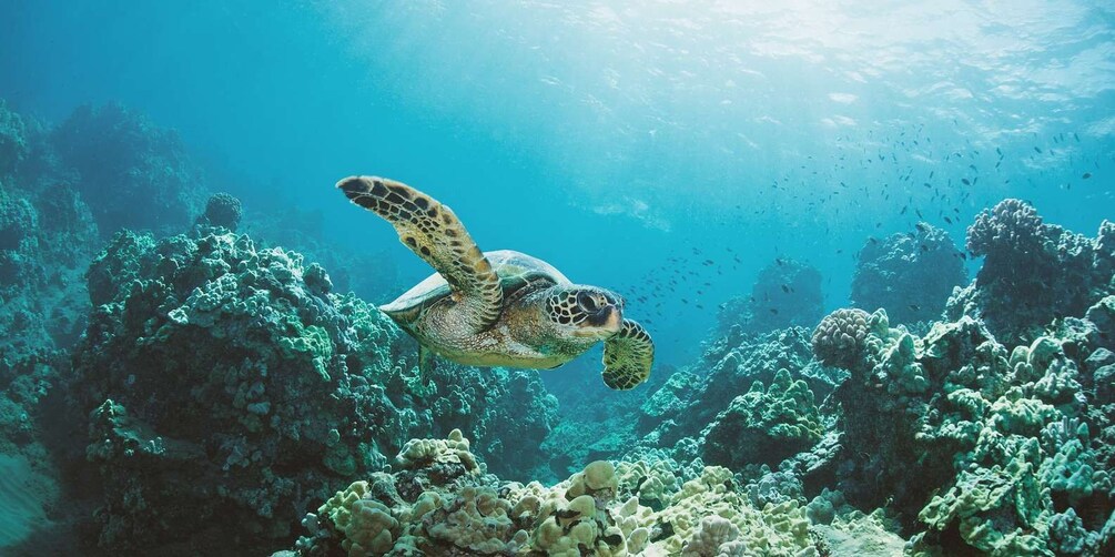 Oahu: Turtle Canyon Snorkeling Boat Tour