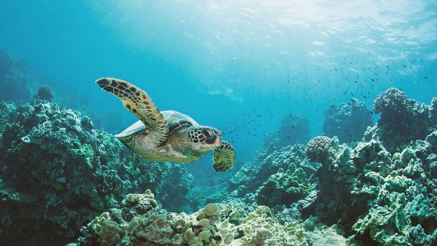 Oahu: Turtle Canyon Snorkeling Boat Tour