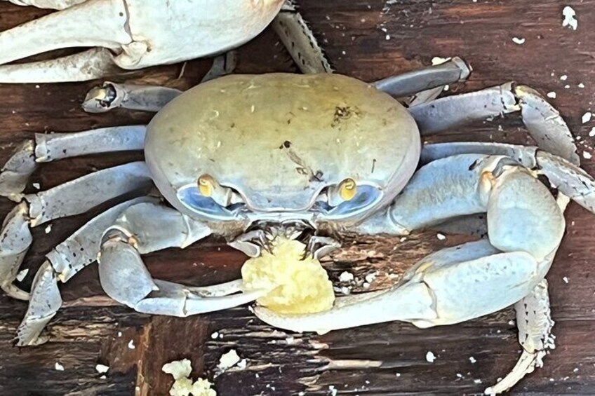 Crab Eating Fungi