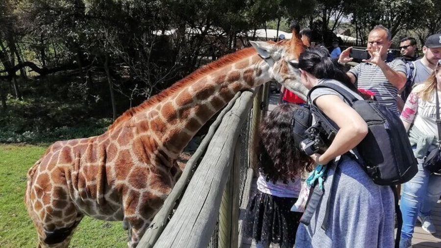 Feeding the Giraffe at Lion Park