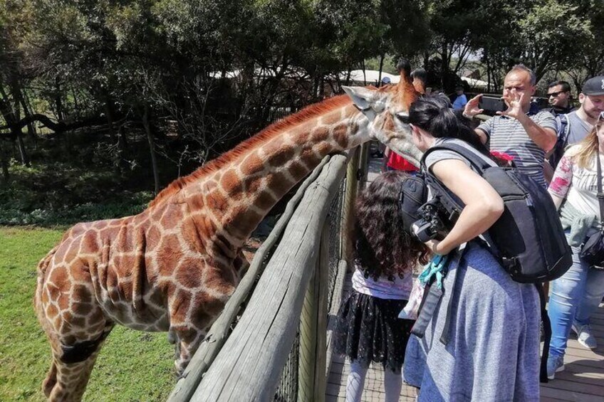 Feeding the Giraffe at Lion Park