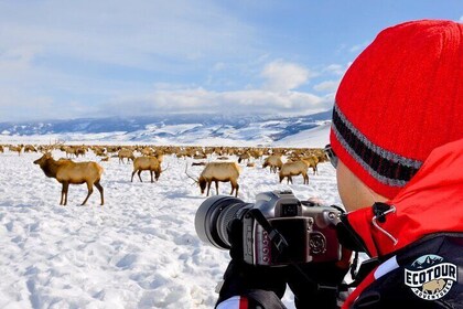 Full Day Private Elk Refuge Sleigh Ride and Wildlife Art Museum Tour