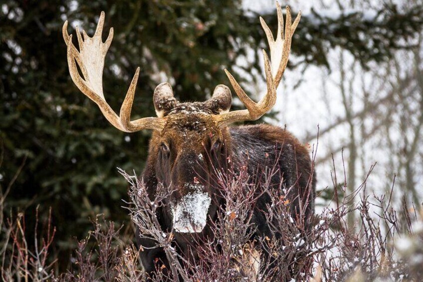 Full Day Private Elk Refuge Sleigh Ride and Wildlife Art Museum Tour