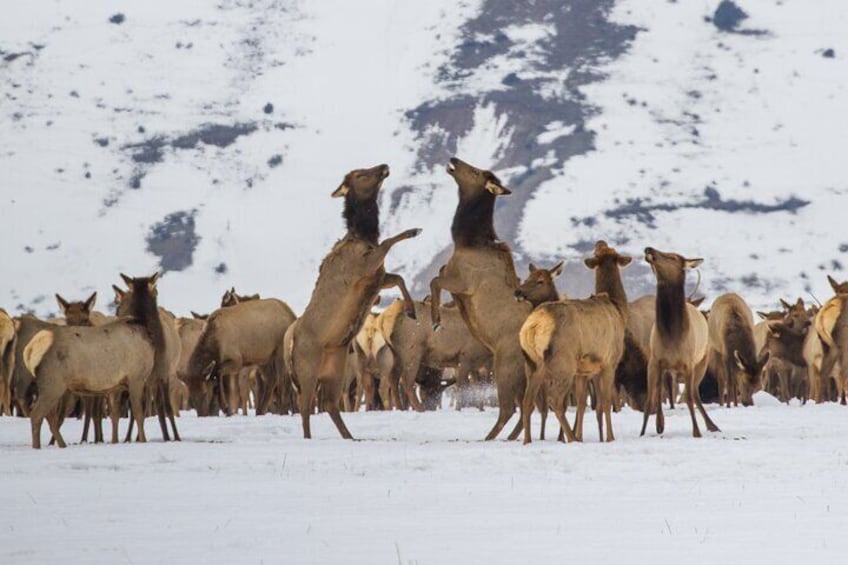 Full Day Private Elk Refuge Sleigh Ride and Wildlife Art Museum Tour