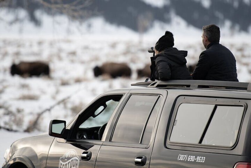 Full Day Private Elk Refuge Sleigh Ride and Wildlife Art Museum Tour