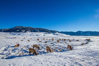 Full Day Private Elk Refuge Sleigh Ride and Wildlife Art Museum Tour