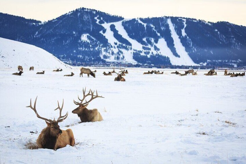 8 Hour Combination Snowshoe & Wildlife Viewing in Grand Teton National Park