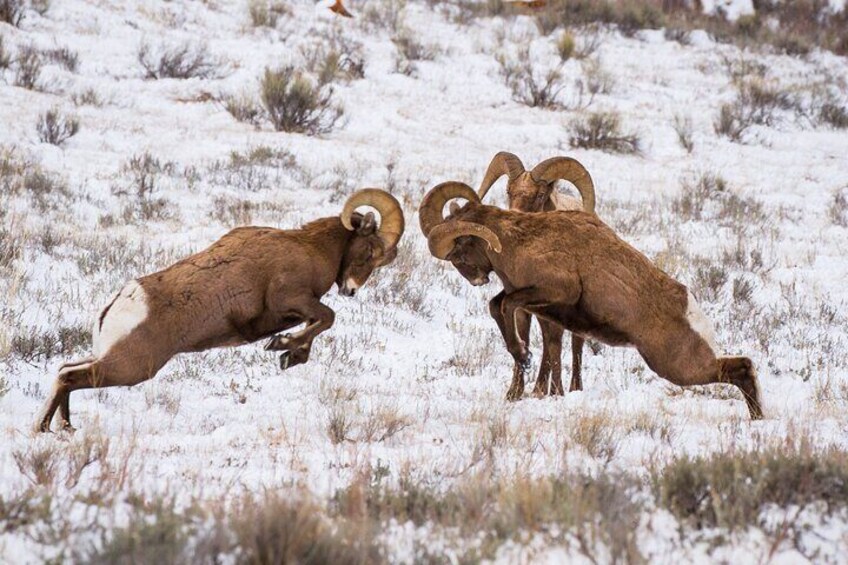 8 Hour Combination Snowshoe & Wildlife Viewing in Grand Teton National Park