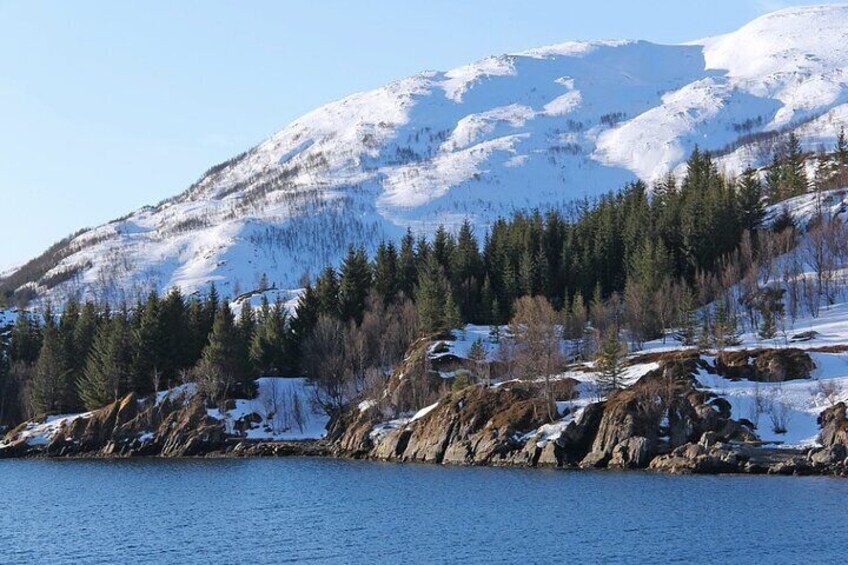 Tromsø, Northern Lights and Wilderness Evening Catamaran Cruise