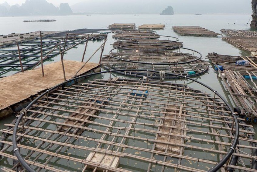 Fish farm in Bai Tu Long