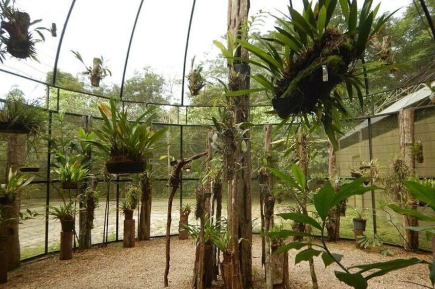 Tour in the Museum of the Amazon (MUSA) Botanical Garden