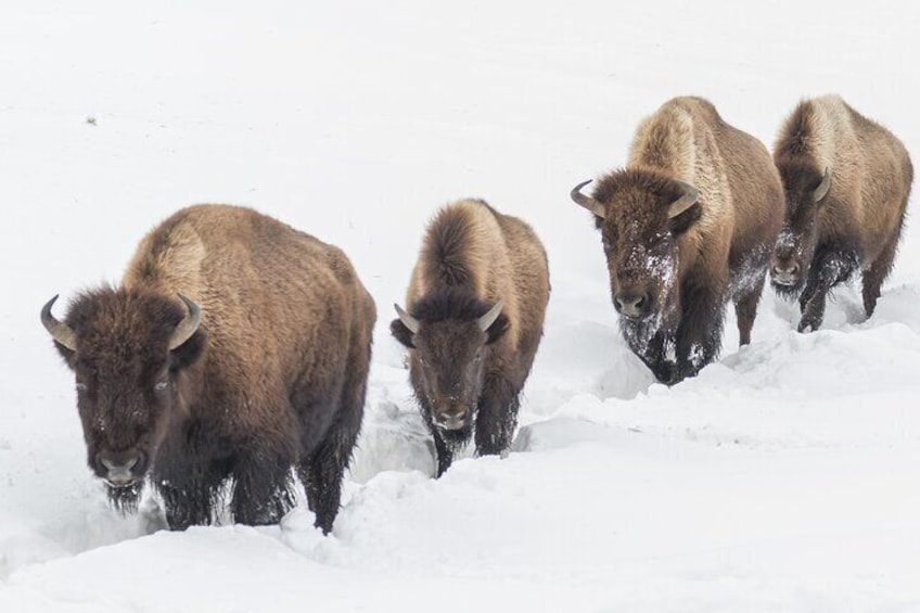 Private Sunrise Winter Tour of Grand Teton National Park