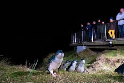 Blue Penguins Pukekura Experience with Transport