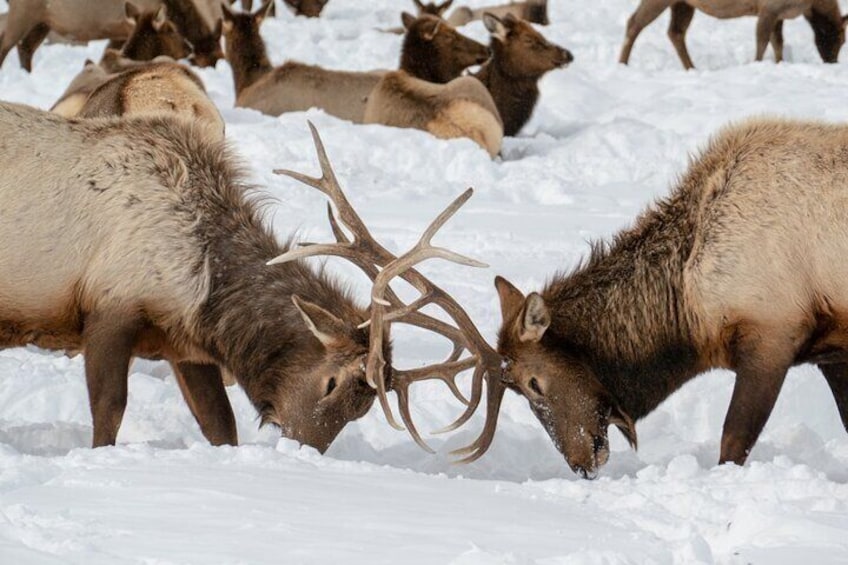 Private Sunset Winter Tour of Grand Teton National Park