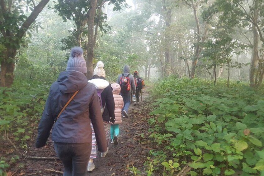Jungle walk