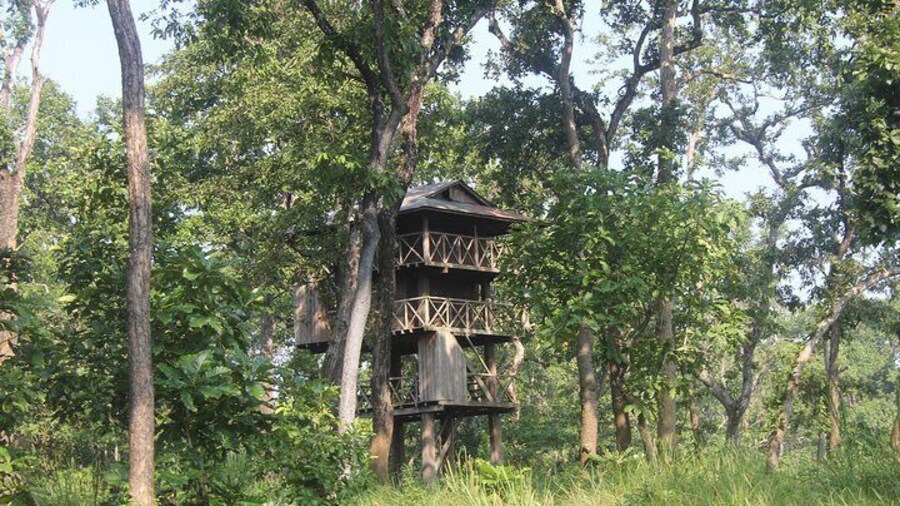 The Jungle Tower