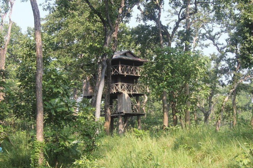 The Jungle Tower