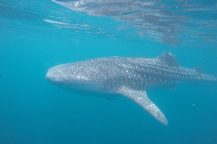 Snorkel Tour with Whale Shark in La Paz