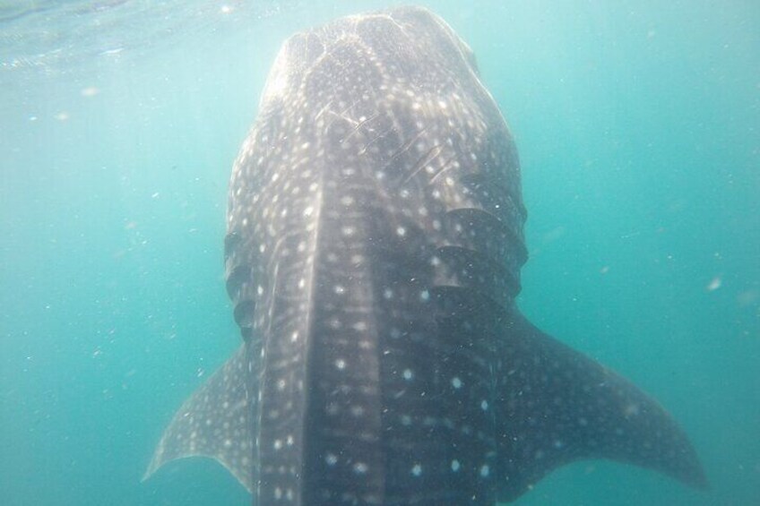 Snorkel Tour with Whale Shark in La Paz