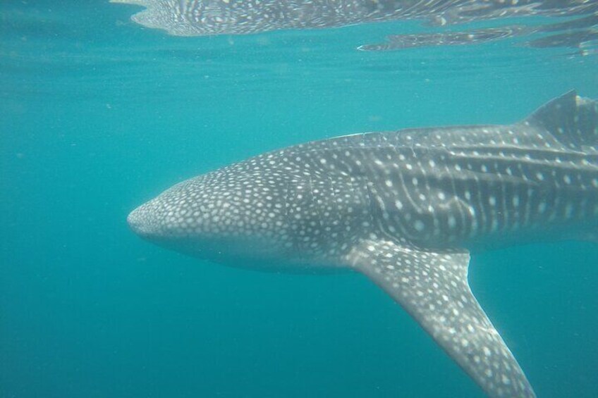 Snorkel Tour with Whale Shark in La Paz