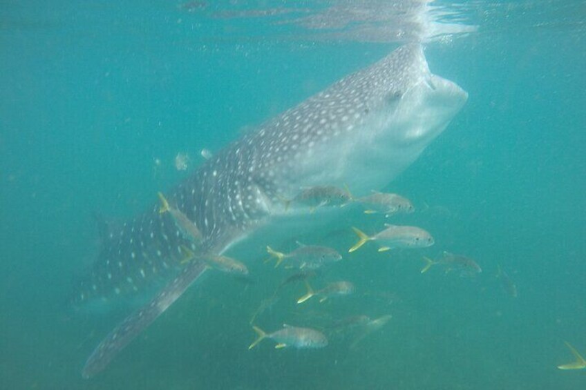 Snorkel Tour with Whale Shark in La Paz