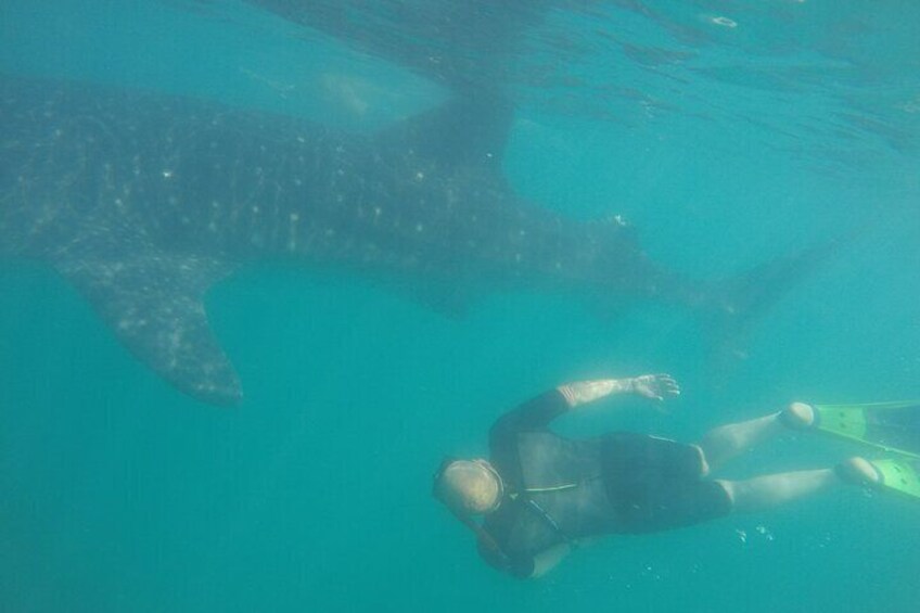 Snorkel Tour with Whale Shark in La Paz