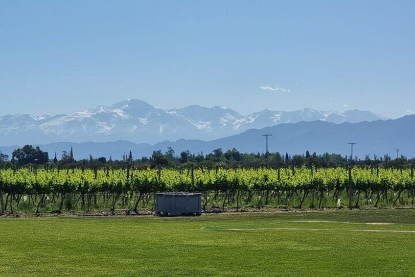 Viñedos y cordillera desde Villafañe