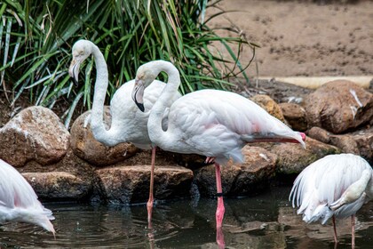 ケープタウン：鳥獣保護区の世界