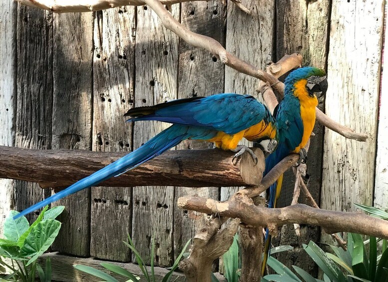 Picture 5 for Activity Cape Town: World of Birds & Animal Sanctuary