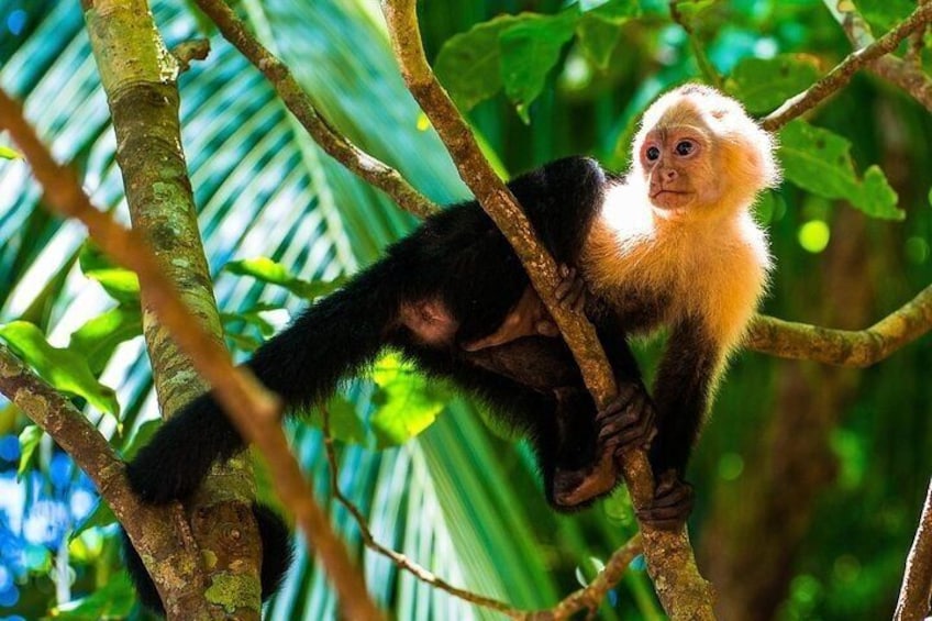 white face monkey
Curicancha wildlife tour