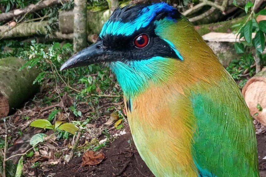 Motmot
Curicancha wildlife tour