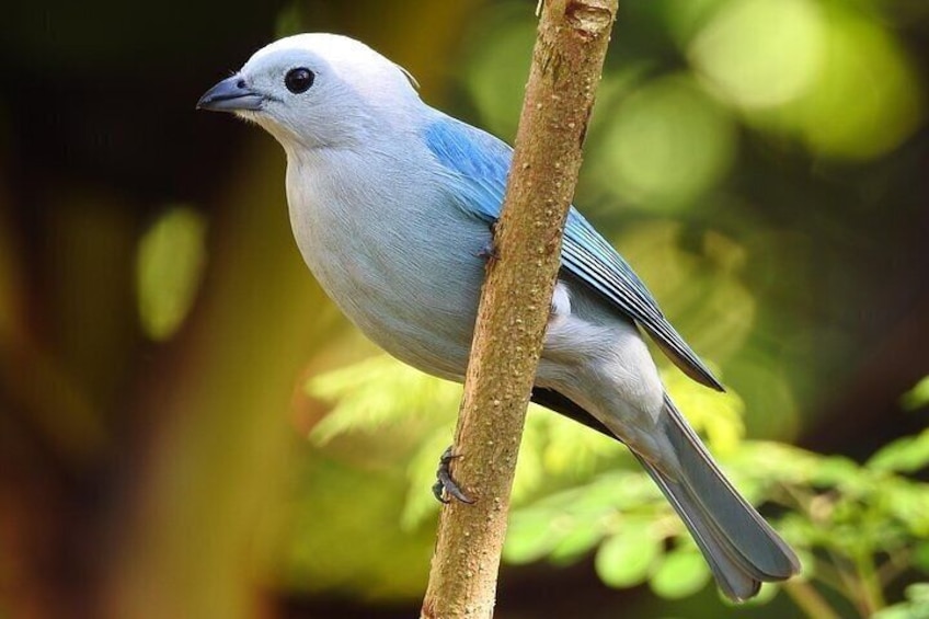Blue Gray Tanager
Curicancha wildlife tour