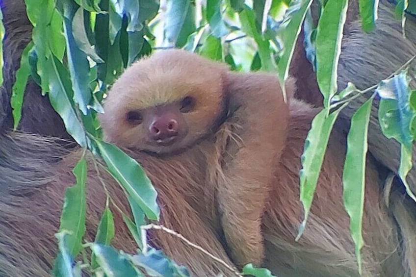 Baby Sloth
Curicancha wildlife tour