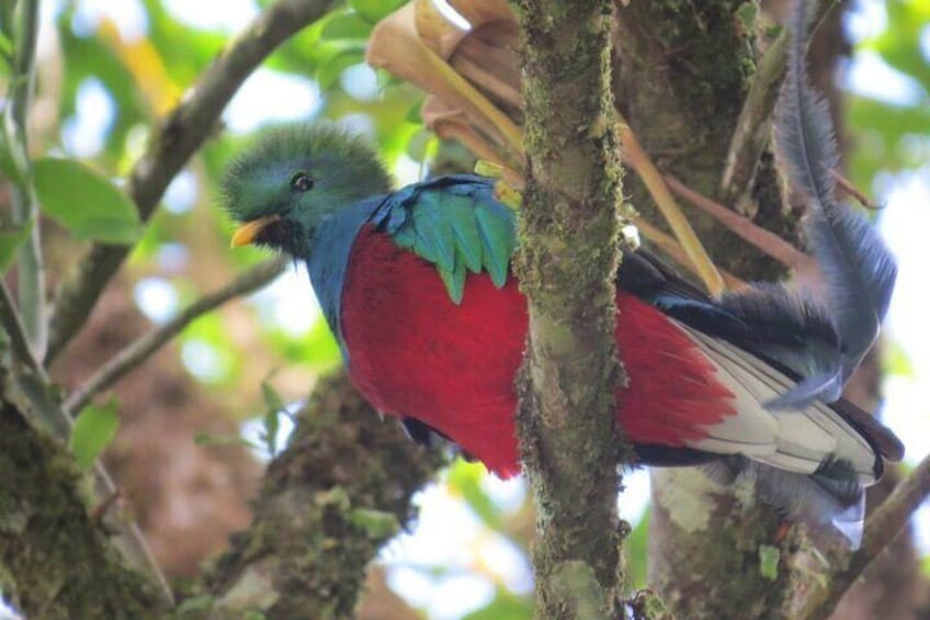 Quetzal
Curicancha wildlife tour