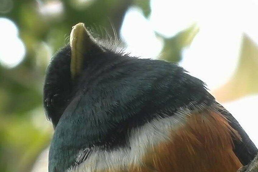 orenge bellie Trogon
Curicancha wildlife tour