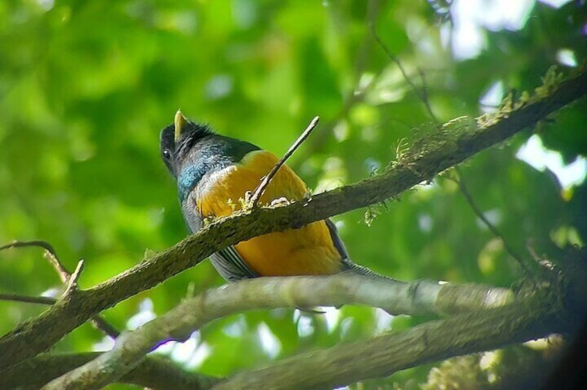 Monteverde Cloud Forest Nature Tour