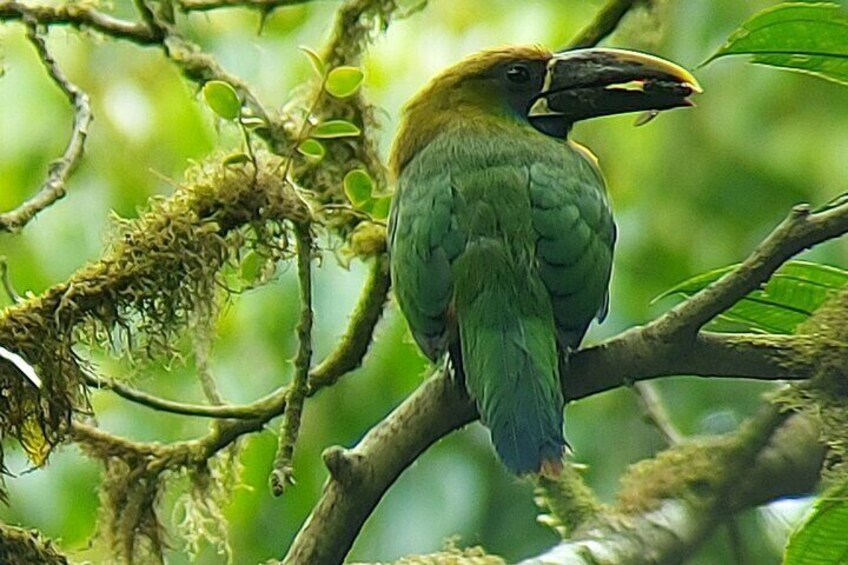 Northern emerald toucanet