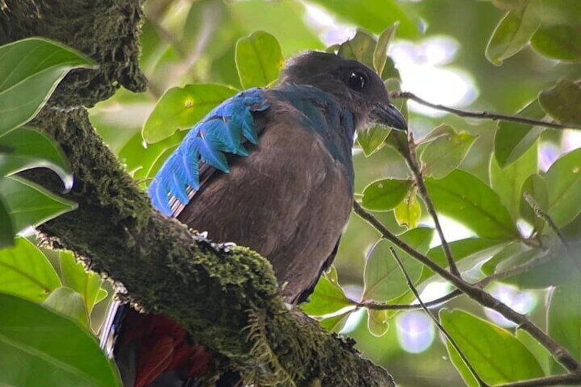 Nature Walk in the Cloud Forest