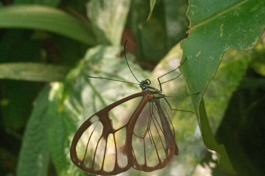 Nature Walk in the Cloud Forest