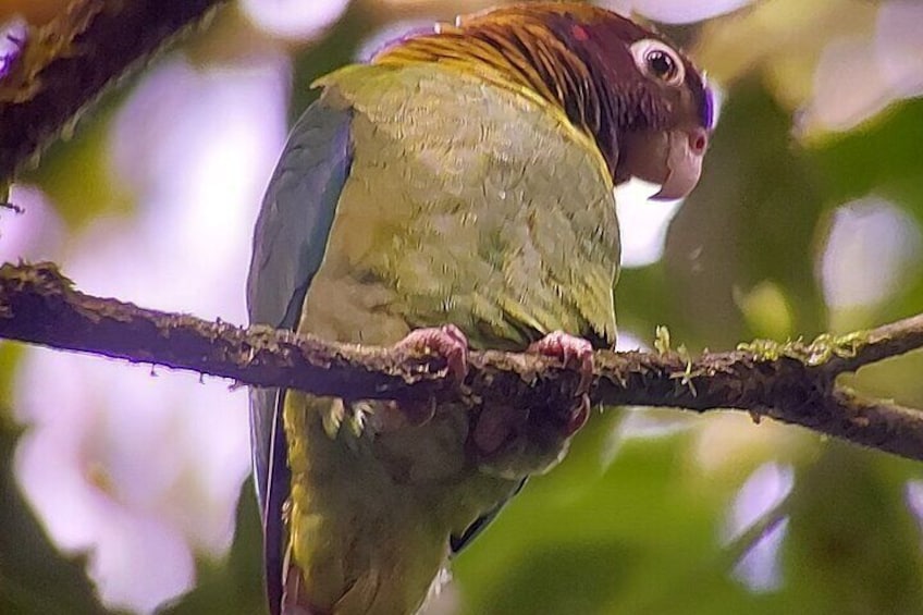 Brown hooded parrot