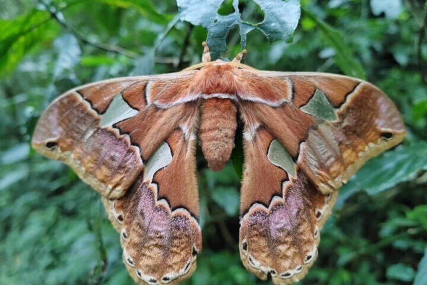 Monteverde Cloud Forest Nature Tour