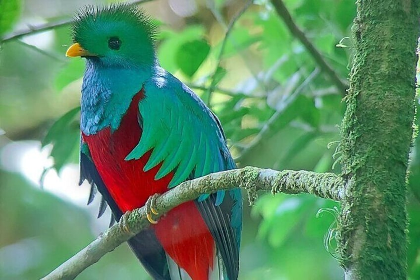 Resplendent Quetzal