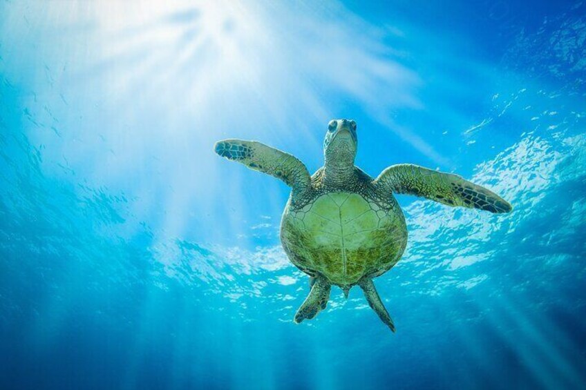  Bahamas Adventure: Pigs, Reef, Turtles, and Beach with Lunch